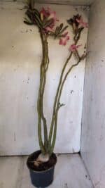 Planta Simples 2891 – 40cm – 03 anos - Imagem 6