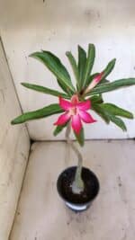 Planta Simples 2892 – 35cm – 03 anos - Imagem 4