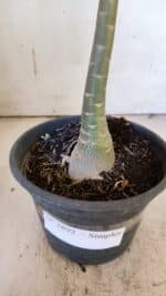 Planta Simples 2892 – 35cm – 03 anos - Imagem 7