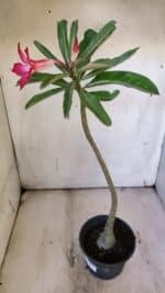 Planta Simples 2892 – 35cm – 03 anos - Imagem 6