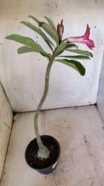 Planta Simples 2892 – 35cm – 03 anos - Imagem 5