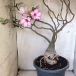 Planta Simples 2893 – 55cm – 05 anos