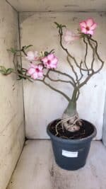 Planta Simples 2893 – 55cm – 05 anos