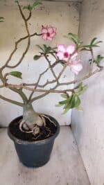 Planta Simples 2893 – 55cm – 05 anos - Imagem 9