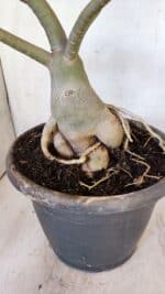 Planta Simples 2893 – 55cm – 05 anos - Imagem 8