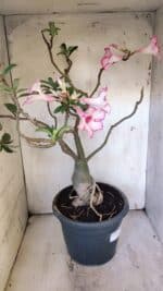 Planta Simples 2893 – 55cm – 05 anos - Imagem 7