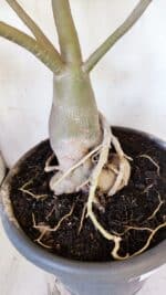 Planta Simples 2893 – 55cm – 05 anos - Imagem 6