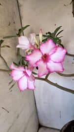 Planta Simples 2893 – 55cm – 05 anos - Imagem 3