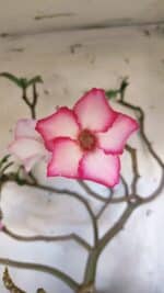 Planta Simples 2893 – 55cm – 05 anos - Imagem 4