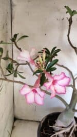 Planta Simples 2893 – 55cm – 05 anos - Imagem 5