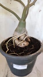 Planta Simples 2893 – 55cm – 05 anos - Imagem 14