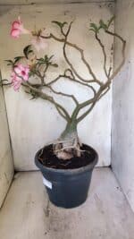 Planta Simples 2893 – 55cm – 05 anos - Imagem 13