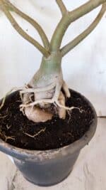 Planta Simples 2893 – 55cm – 05 anos - Imagem 12