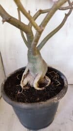 Planta Simples 2893 – 55cm – 05 anos - Imagem 10