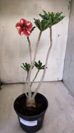 Planta Simples 2895 – 35cm – 03 anos - Imagem 2