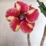 Planta Simples 2895 – 35cm – 03 anos