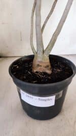 Planta Simples 2895 – 35cm – 03 anos - Imagem 6