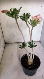 Planta Simples 2895 – 35cm – 03 anos - Imagem 5