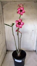 Planta Simples 2896 – 40cm – 03 anos - Imagem 2