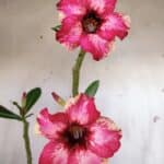 Planta Simples 2896 – 40cm – 03 anos