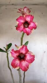 Planta Simples 2896 – 40cm – 03 anos