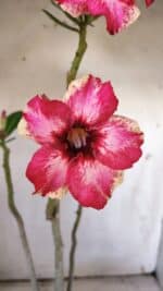 Planta Simples 2896 – 40cm – 03 anos - Imagem 4