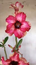 Planta Simples 2896 – 40cm – 03 anos - Imagem 3