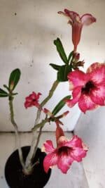 Planta Simples 2896 – 40cm – 03 anos - Imagem 6