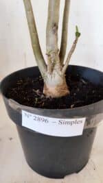 Planta Simples 2896 – 40cm – 03 anos - Imagem 7