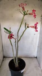 Planta Simples 2896 – 40cm – 03 anos - Imagem 9