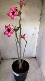 Planta Simples 2896 – 40cm – 03 anos - Imagem 8