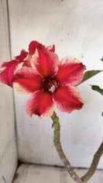 Planta Simples 2897 – 30cm – 02 anos