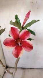 Planta Simples 2897 – 30cm – 02 anos - Imagem 4