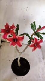 Planta Simples 2897 – 30cm – 02 anos - Imagem 5