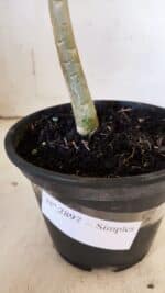 Planta Simples 2897 – 30cm – 02 anos - Imagem 6