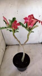 Planta Simples 2897 – 30cm – 02 anos - Imagem 7