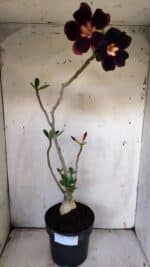 Planta Simples 2898 – 50cm – 03 anos - Imagem 2