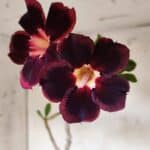 Planta Simples 2898 – 50cm – 03 anos