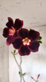 Planta Simples 2898 – 50cm – 03 anos