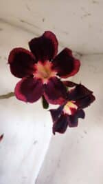 Planta Simples 2898 – 50cm – 03 anos - Imagem 4