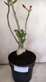 Planta Simples 2898 – 50cm – 03 anos - Imagem 5