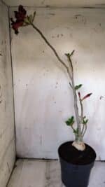 Planta Simples 2898 – 50cm – 03 anos - Imagem 7