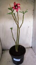 Planta Simples 2899 – 50cm – 03 anos - Imagem 2