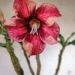 Planta Simples 2899 – 50cm – 03 anos