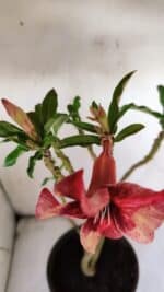 Planta Simples 2899 – 50cm – 03 anos - Imagem 4