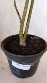 Planta Simples 2899 – 50cm – 03 anos - Imagem 8