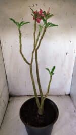 Planta Simples 2899 – 50cm – 03 anos - Imagem 6