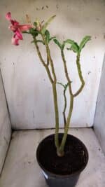 Planta Simples 2899 – 50cm – 03 anos - Imagem 5