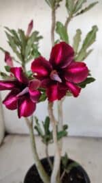 Planta Simples 2900 – 30cm – 02 anos - Imagem 3