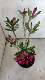 Planta Simples 2900 – 30cm – 02 anos - Imagem 5